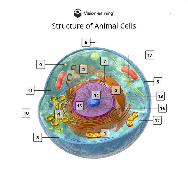 Visionlearning: Structure of Animal Cells Interactive Visionlearning: Structure of Animal Cells Interactive