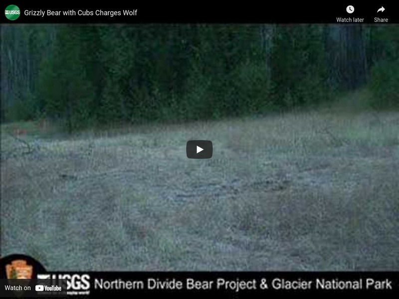 U.s. Geological Survey: Multimedia Gallery: Video: Grizzly Bear Charges Wolf Instructional Video U.s. Geological Survey: Multimedia Gallery: Video: Grizzly Bear Charges Wolf Instructional Video