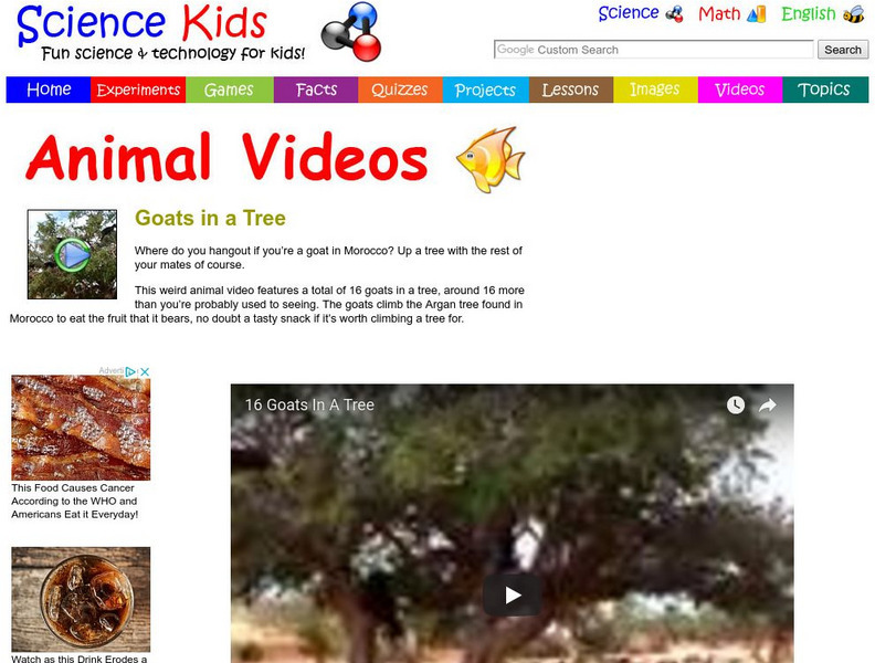 Science Kids: Animal Videos: Goats in a Tree Instructional Video