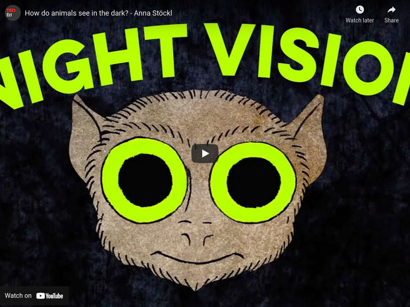 Ted Ed: How Do Animals See in the Dark? Instructional Video