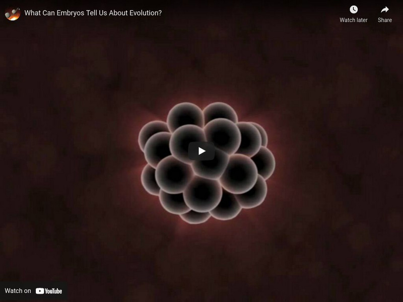 Best0f Science: What Can Embryos Tell Us About Evolution? Instructional Video