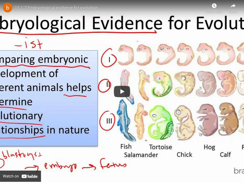 Braingenie: Embryological Evidence for Evolution Instructional Video
