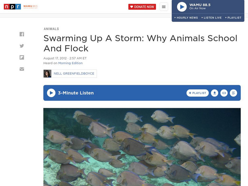 Npr: Swarming Up a Storm: Why Animals School and Flock Article Npr: Swarming Up a Storm: Why Animals School and Flock Article