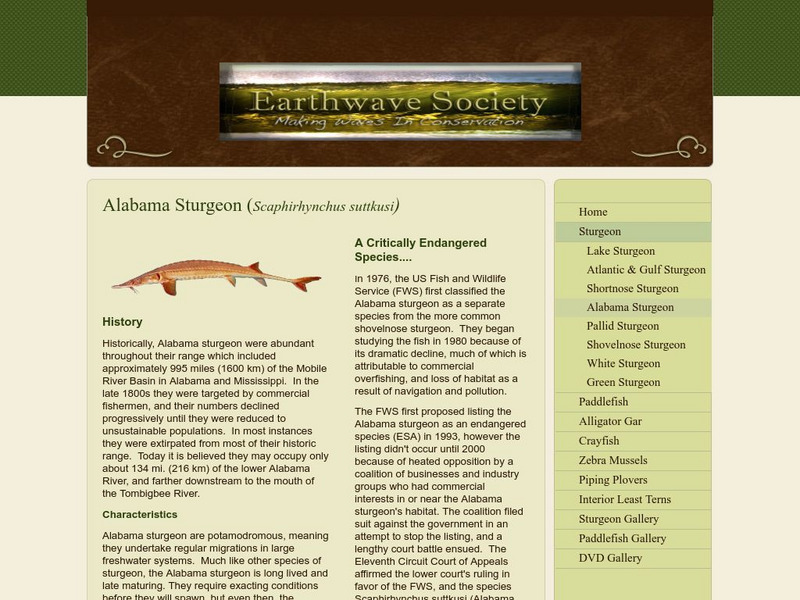 Earthwave Society: Alabama Sturgeon Article Earthwave Society: Alabama Sturgeon Article