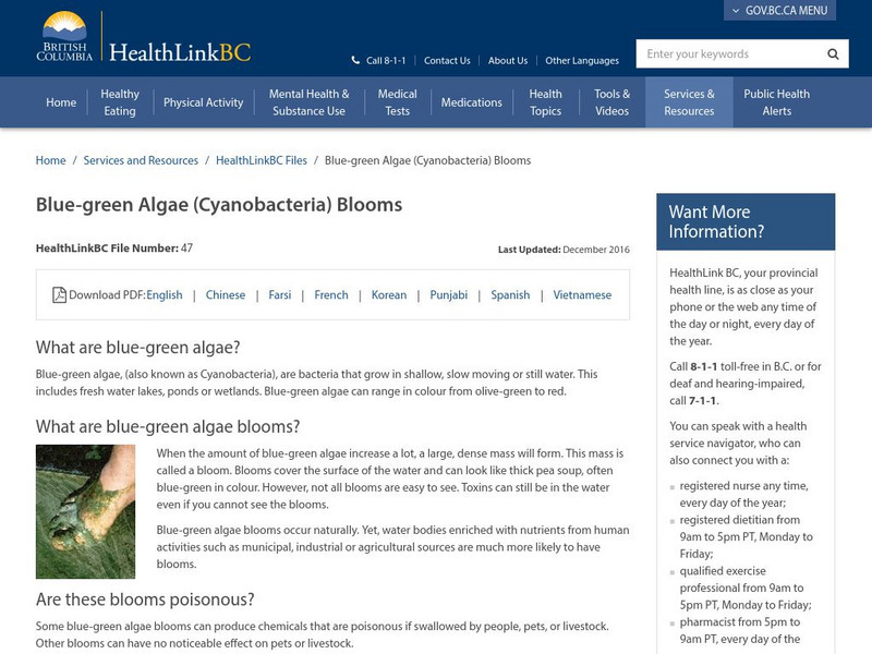 Health Link Bc: Blue Green Algae (Cyanobacteria) Blooms Handout