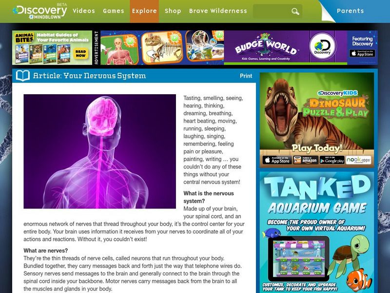 Discovery Kids: Your Nervous System Handout Discovery Kids: Your Nervous System Handout