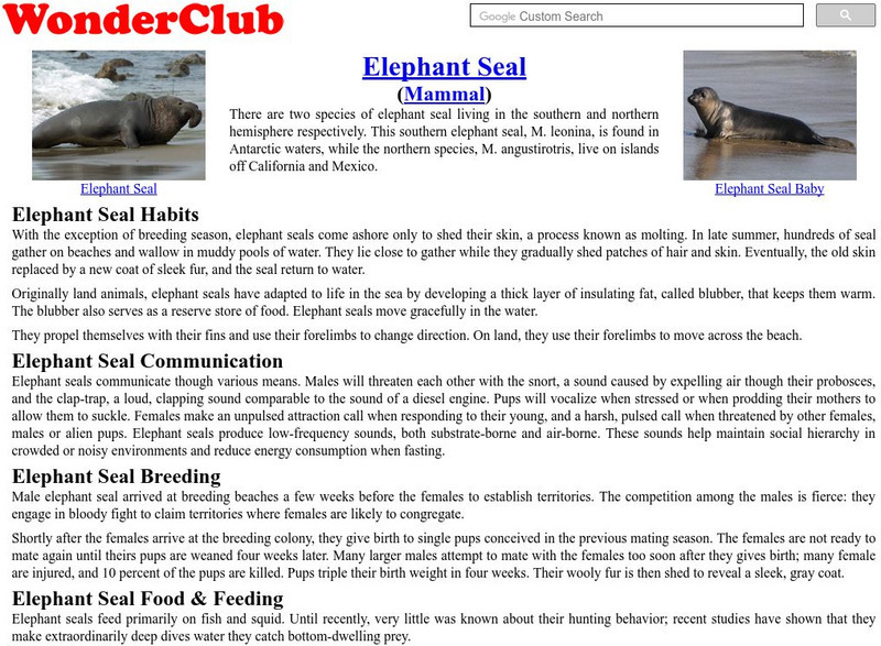 Wonder Club: Elephant Seal Handout Wonder Club: Elephant Seal Handout