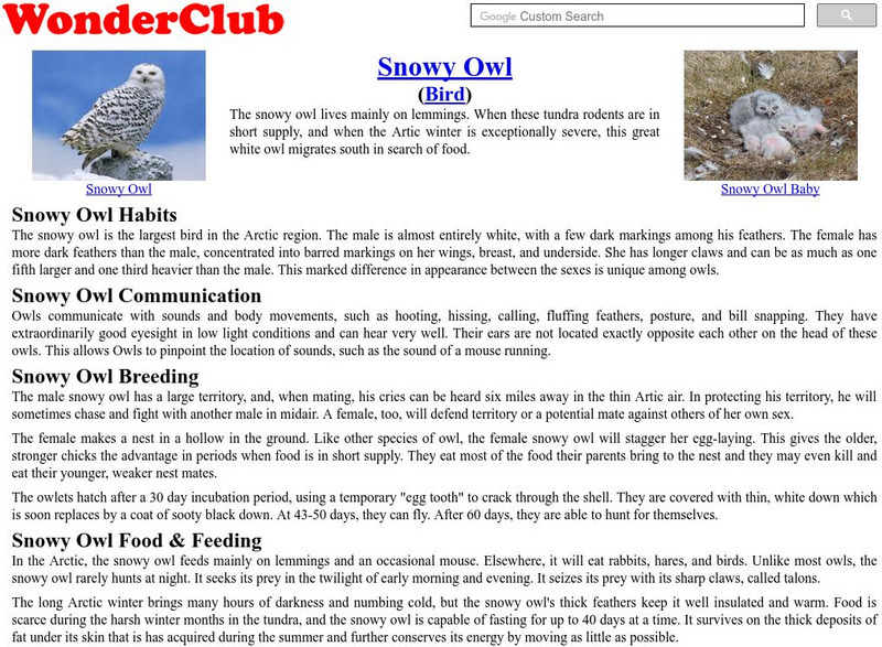Wonderclub: Snowy Owl Handout Wonderclub: Snowy Owl Handout