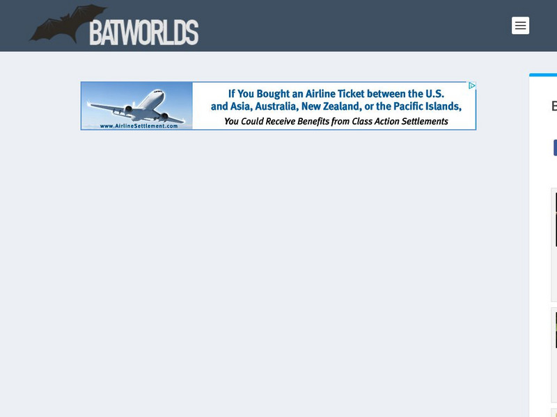 Bat Worlds: Bat Pictures Graphic