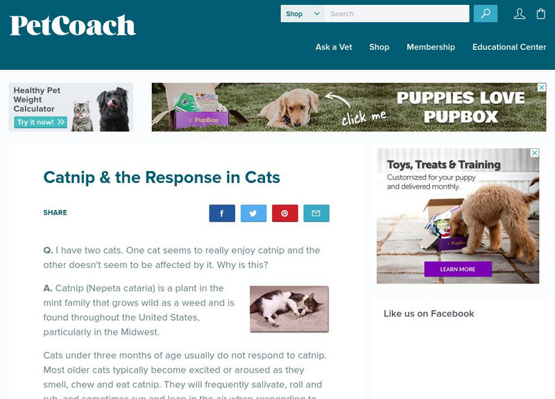 Pet Coach: Catnip Website Pet Coach: Catnip Website