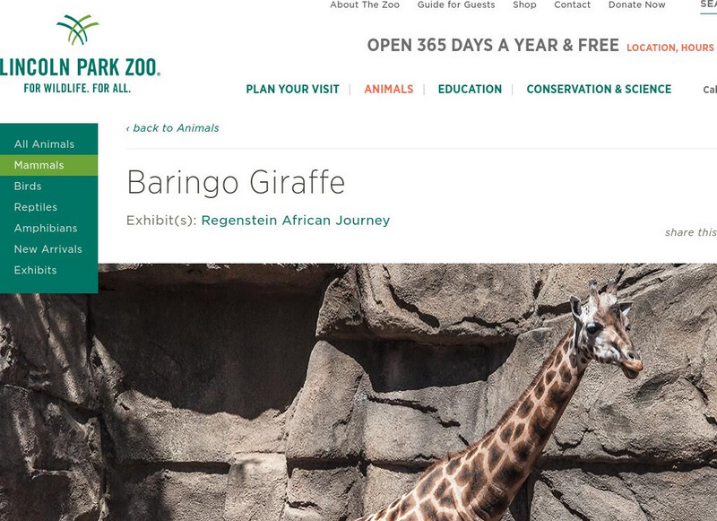 Lincoln Park Zoo: Baringo Giraffe Handout Lincoln Park Zoo: Baringo Giraffe Handout