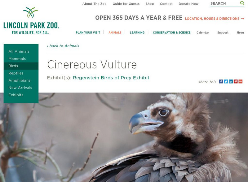 Lincoln Park Zoo: Cinereous Vulture Handout Lincoln Park Zoo: Cinereous Vulture Handout