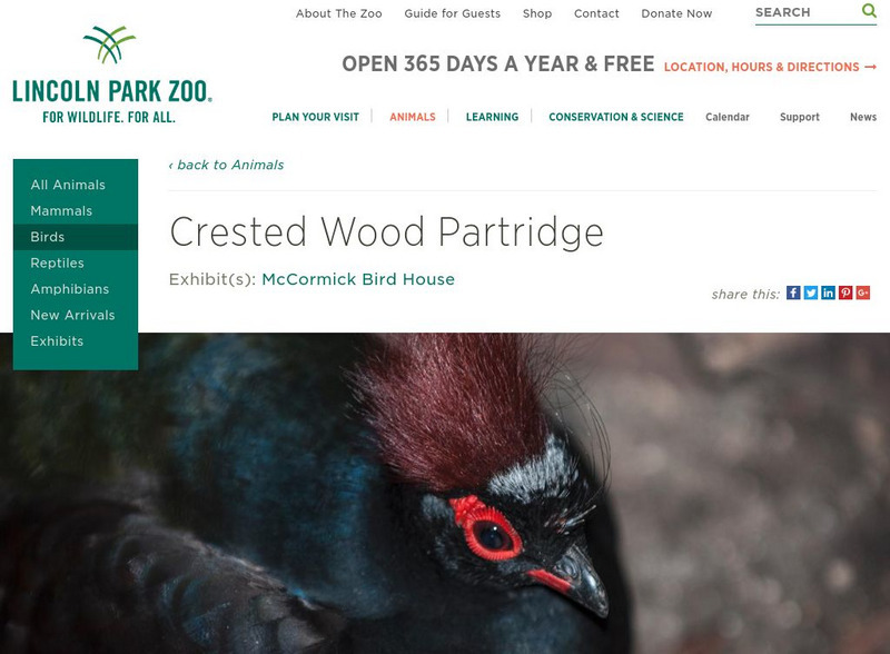 Lincoln Park Zoo: Crested Wood Partridge Handout