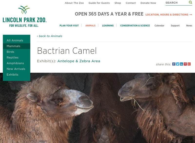 Lincoln Park Zoo: Bactrian Camel Handout