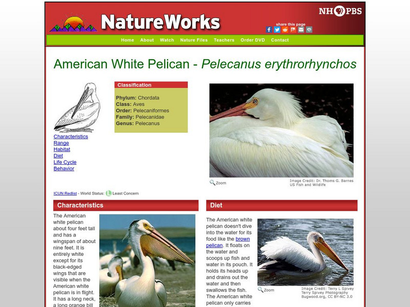 Nh Pbs: Nature Works: American White Pelican Handout