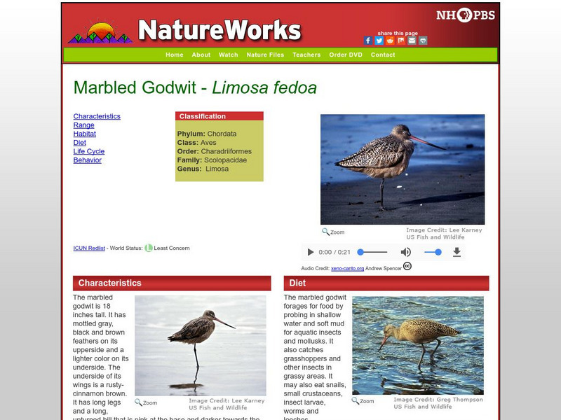 Nh Pbs: Nature Works: Marbled Godwit Handout Nh Pbs: Nature Works: Marbled Godwit Handout