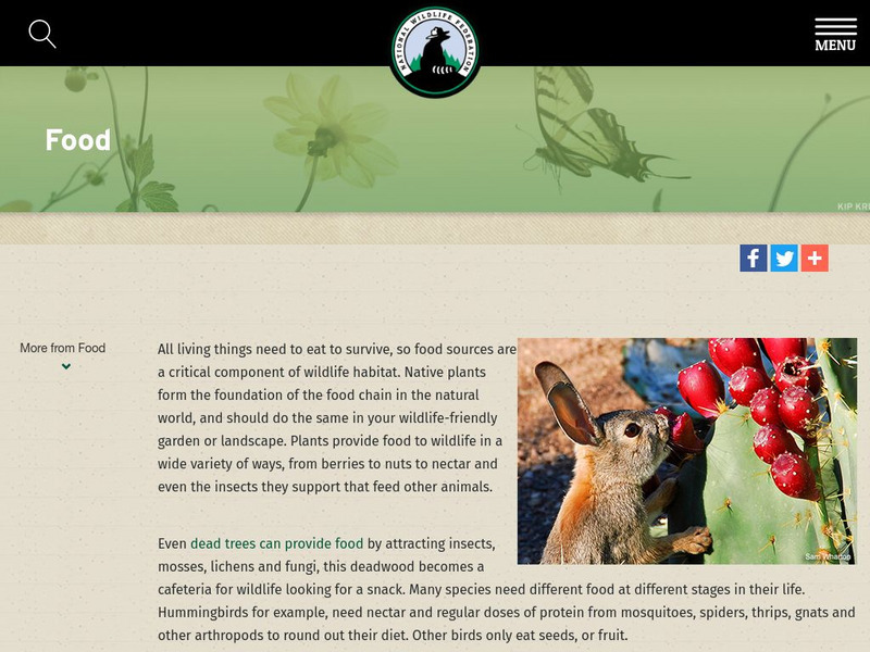 National Wildlife Federation: Bird Feeding 101 Activity