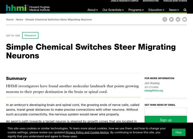 Hhmi: Simple Chemical Switches Steer Migrating Neuron Handout Hhmi: Simple Chemical Switches Steer Migrating Neuron Handout