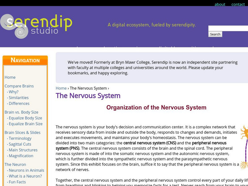 Serendip: The Nervous System Handout Serendip: The Nervous System Handout