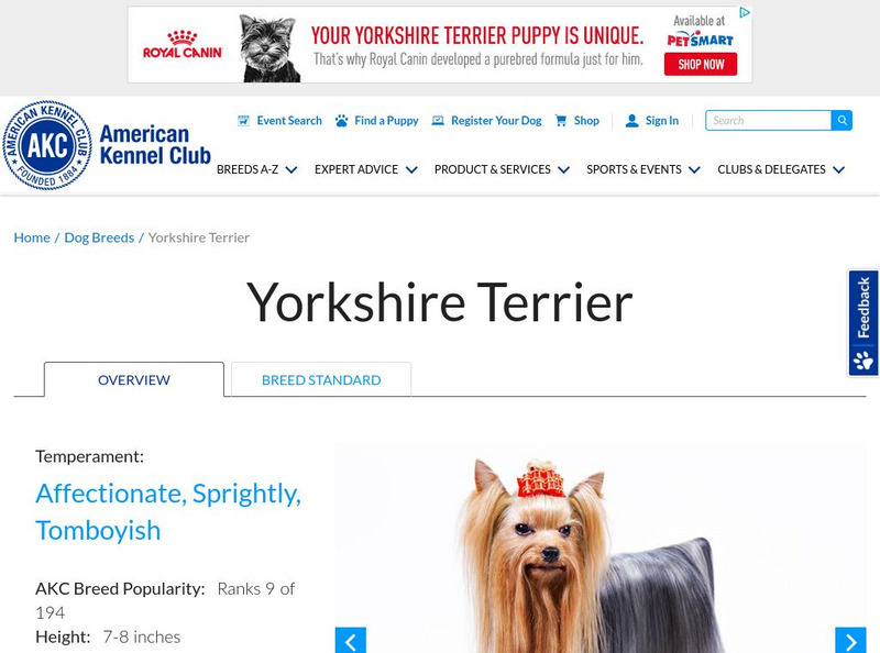 American Kennel Club: Yorkshire Terrier Handout American Kennel Club: Yorkshire Terrier Handout