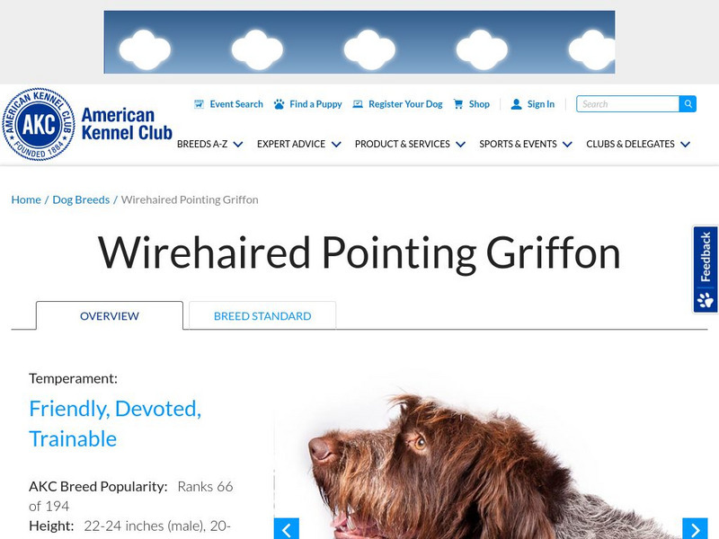 American Kennel Club: Wirehaired Pointing Griffon Handout American Kennel Club: Wirehaired Pointing Griffon Handout