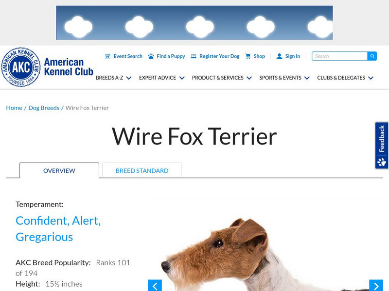 American Kennel Club: Wire Fox Terrier Handout American Kennel Club: Wire Fox Terrier Handout