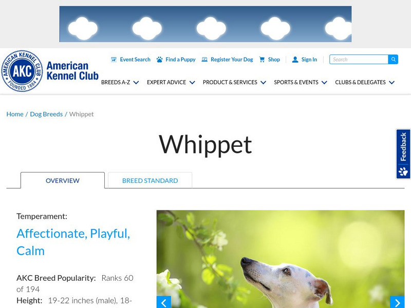 American Kennel Club: Whippet Handout American Kennel Club: Whippet Handout