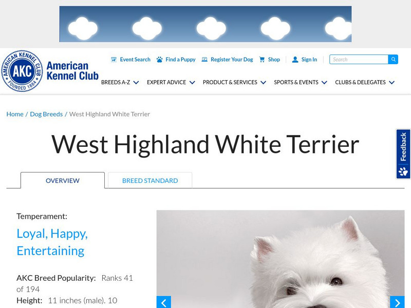 American Kennel Club: West Highland White Terrier Handout American Kennel Club: West Highland White Terrier Handout