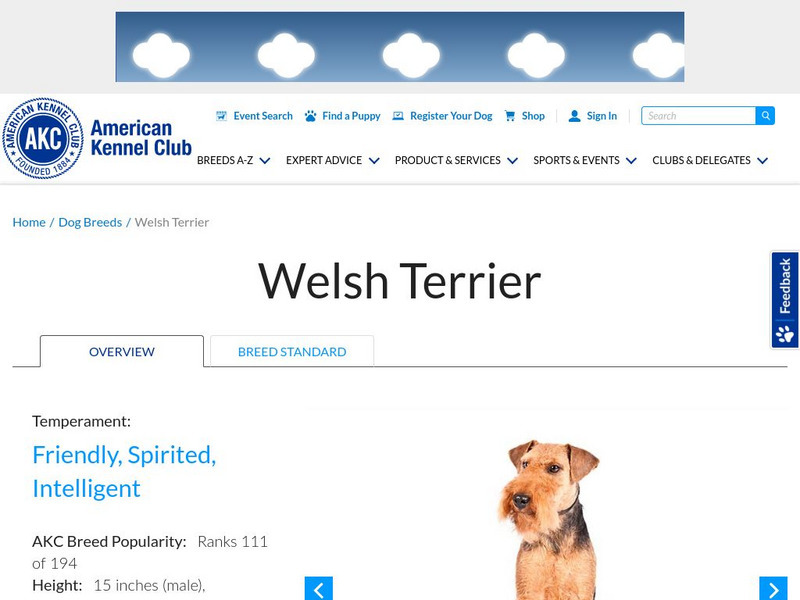 American Kennel Club: Welsh Terrier Handout American Kennel Club: Welsh Terrier Handout