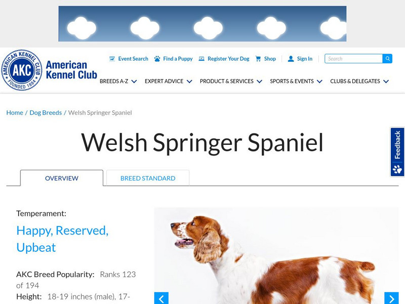 American Kennel Club: Welsh Springer Spaniel Handout American Kennel Club: Welsh Springer Spaniel Handout