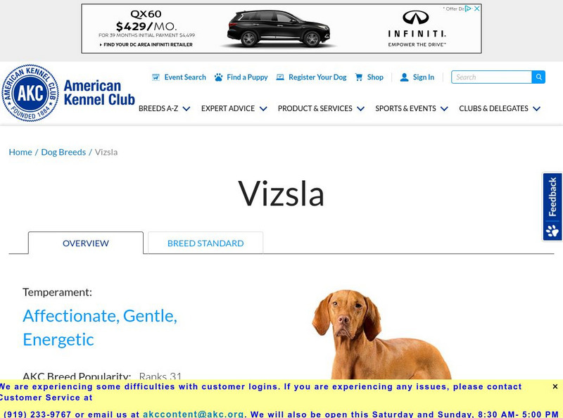 American Kennel Club: Vizsla Handout American Kennel Club: Vizsla Handout