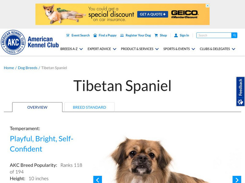 American Kennel Club: Tibetan Spaniel Handout American Kennel Club: Tibetan Spaniel Handout