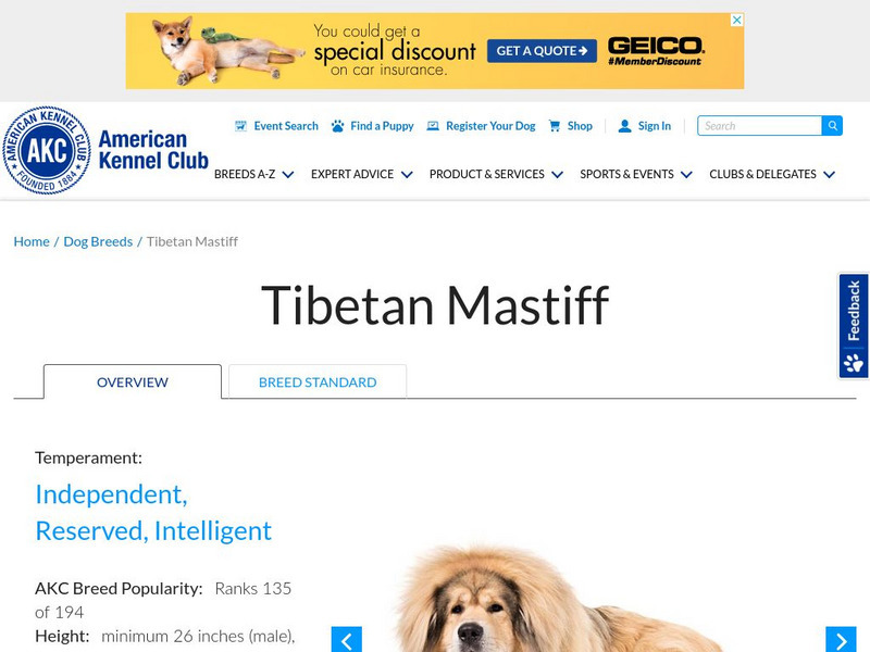 American Kennel Club: Tibetan Mastiff Handout American Kennel Club: Tibetan Mastiff Handout