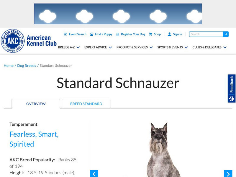 American Kennel Club: Standard Schnauzer Handout American Kennel Club: Standard Schnauzer Handout