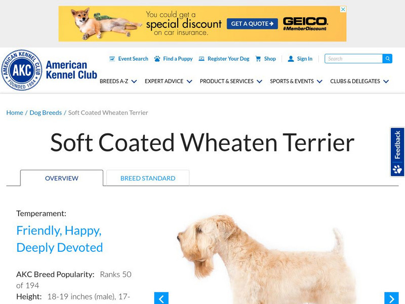 American Kennel Club: Soft Coated Wheaten Terrier Handout American Kennel Club: Soft Coated Wheaten Terrier Handout