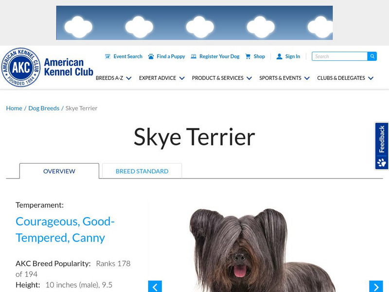 American Kennel Club: Skye Terrier Handout American Kennel Club: Skye Terrier Handout