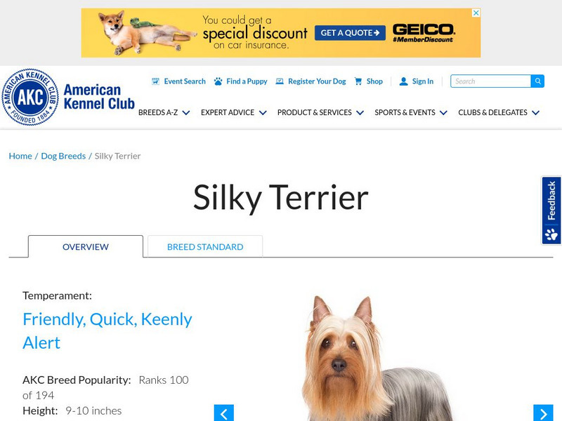 American Kennel Club: Silky Terrier Handout American Kennel Club: Silky Terrier Handout