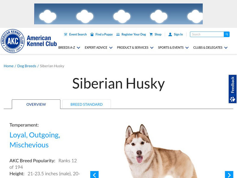 American Kennel Club: Siberian Husky Handout American Kennel Club: Siberian Husky Handout