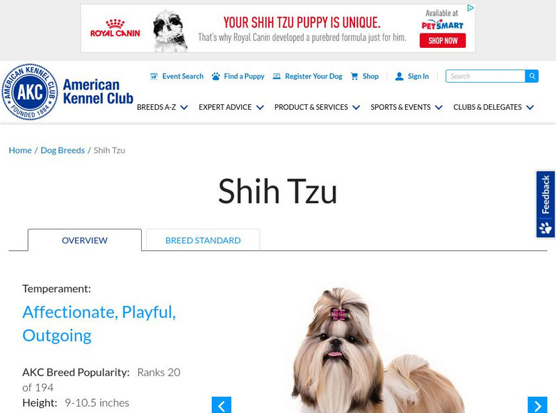 American Kennel Club: Pekingese: Shih Tzu Handout