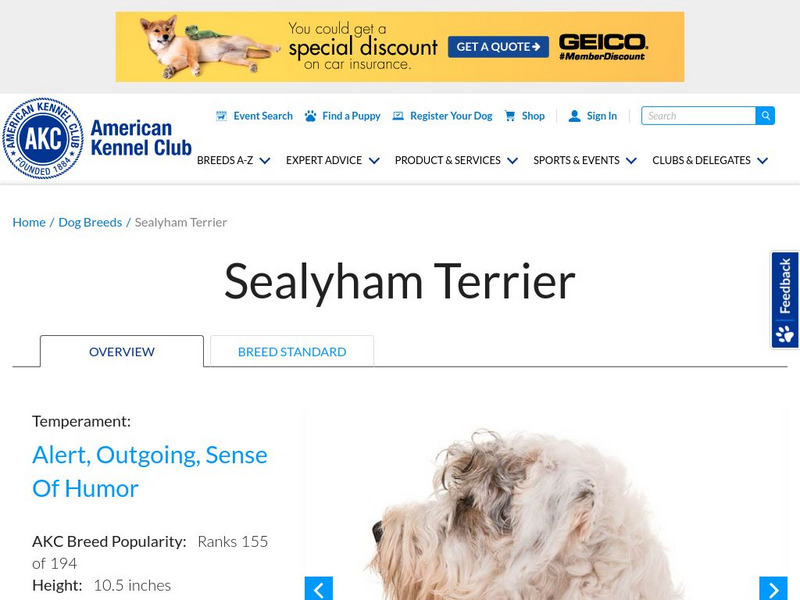 American Kennel Club: Sealyham Terrier Handout