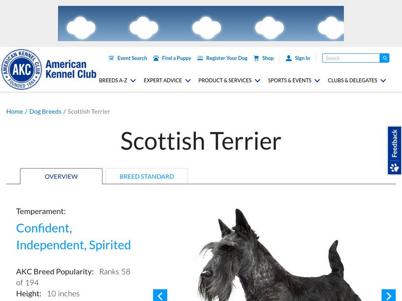 American Kennel Club: Scottish Terrier Handout
