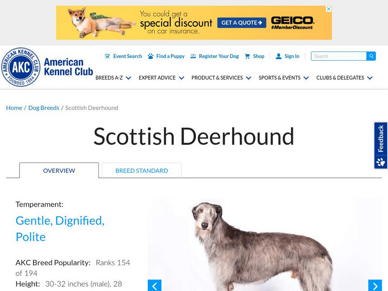 American Kennel Club: Scottish Deerhound Handout