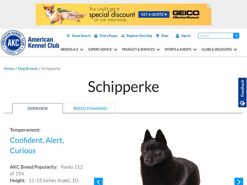 American Kennel Club: Schipperke Handout