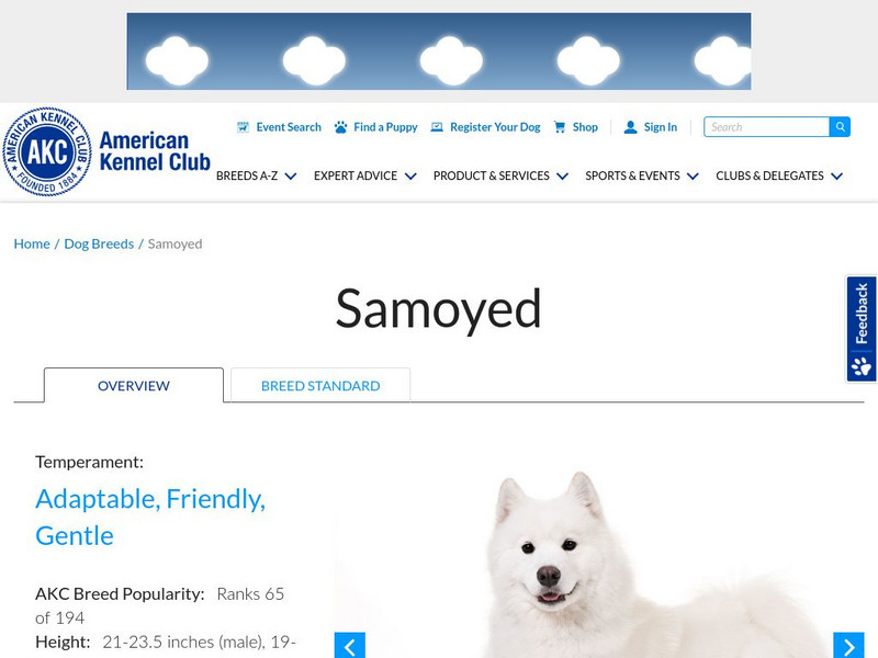 American Kennel Club: Samoyed Handout