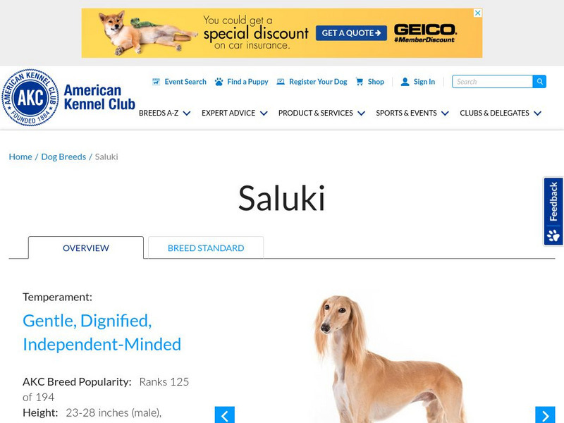American Kennel Club: Saluki Handout
