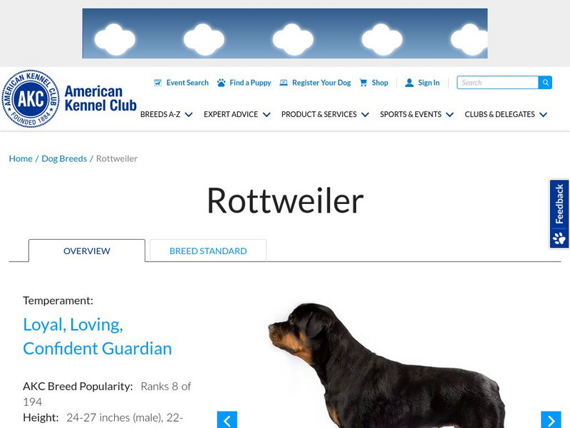 American Kennel Club: Rottweiler Breed Standard Handout