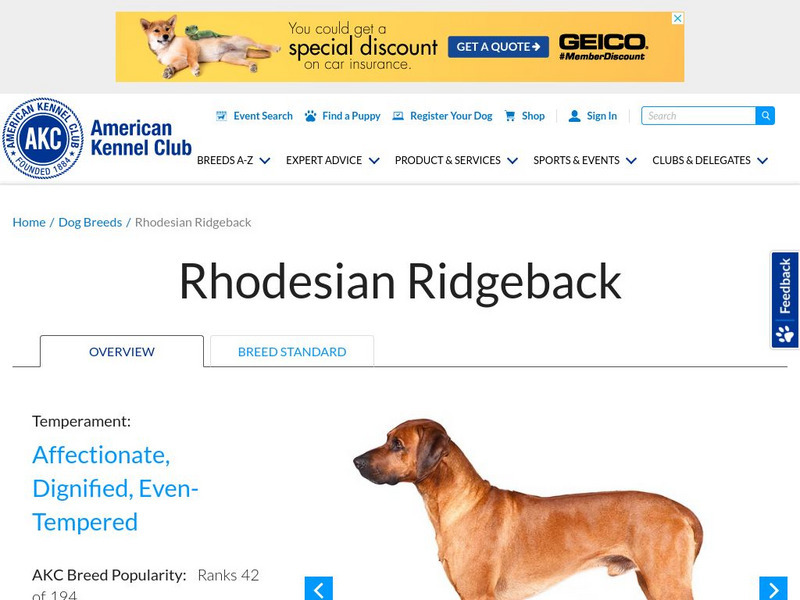 American Kennel Club: Rhodesian Ridgeback Handout