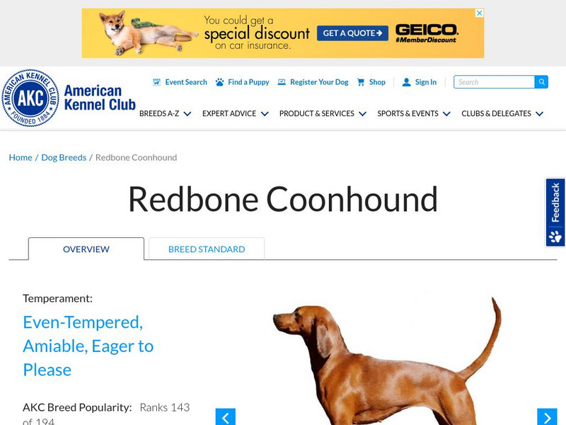 American Kennel Club: Redbone Coonhound Handout