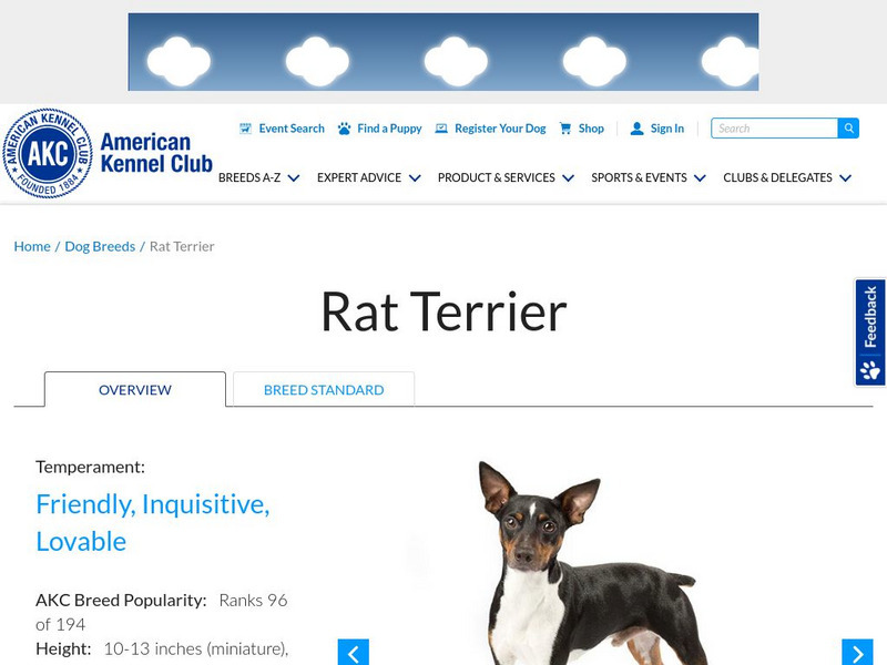 American Kennel Club: Rat Terrier Handout