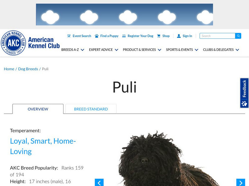 American Kennel Club: Puli Handout